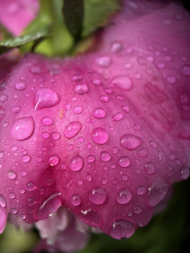 Фотография автора Катерина Иванова