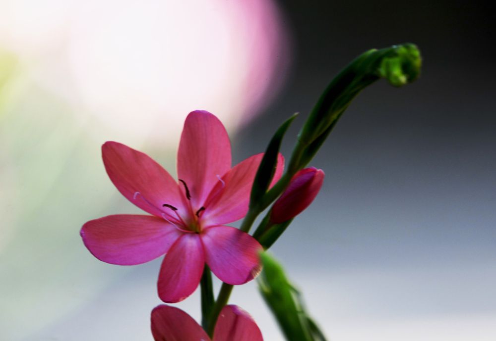 Фотография автора YANN JACOB