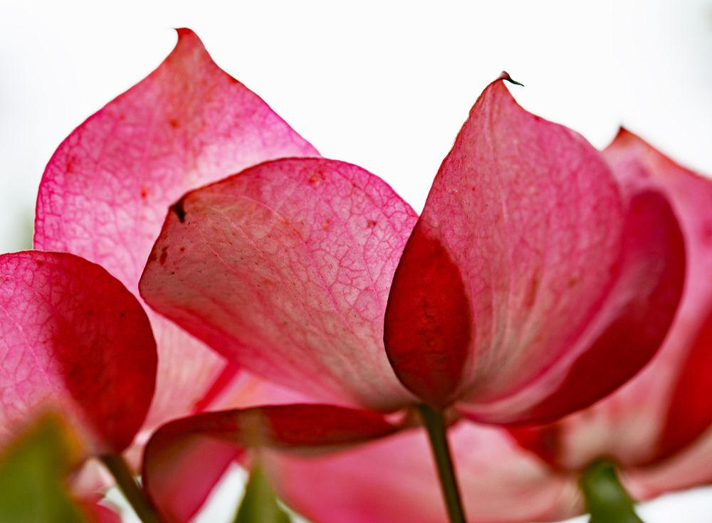 Фотография автора YANN JACOB