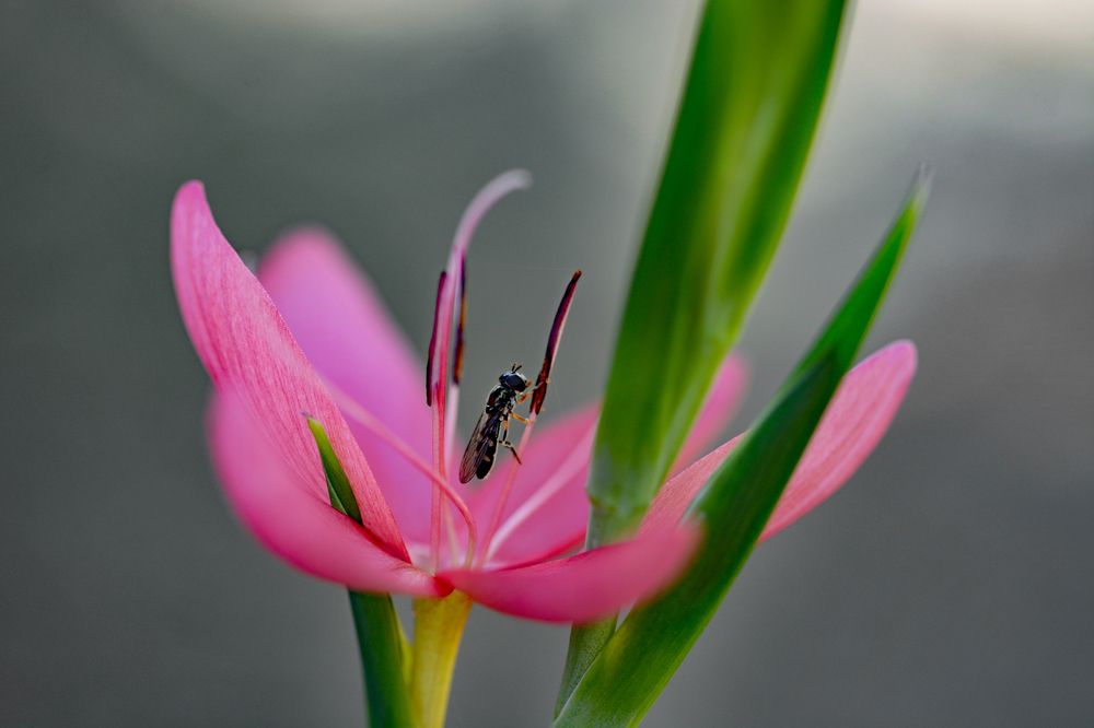 Фотография автора YANN JACOB