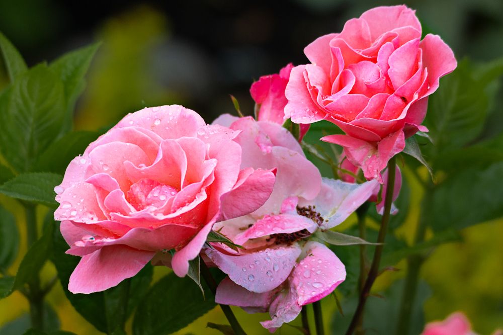 Photograph by виктор ковчин