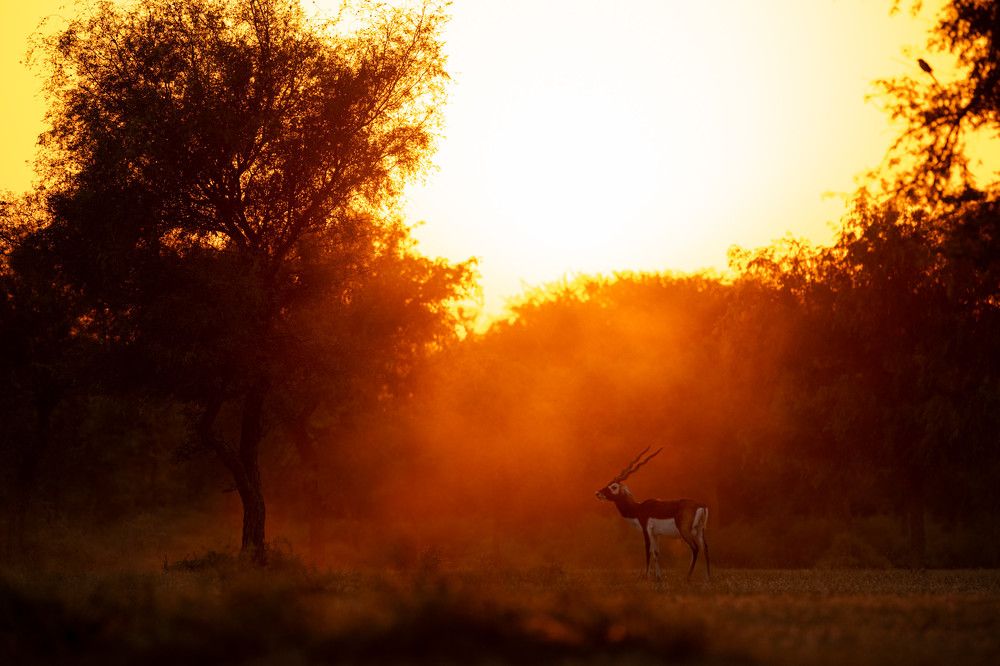 Majestic Silhouette: Blackbuck in the Sunset Glow