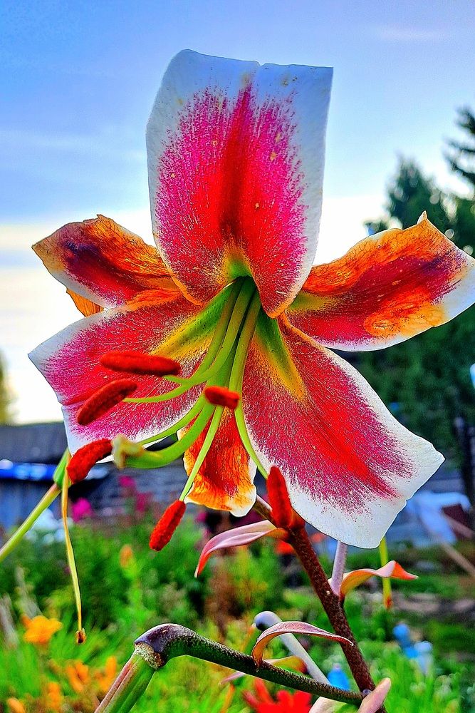 Photograph by Николай Худяков