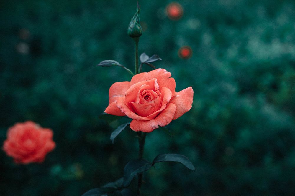 Photograph by Виталий Са