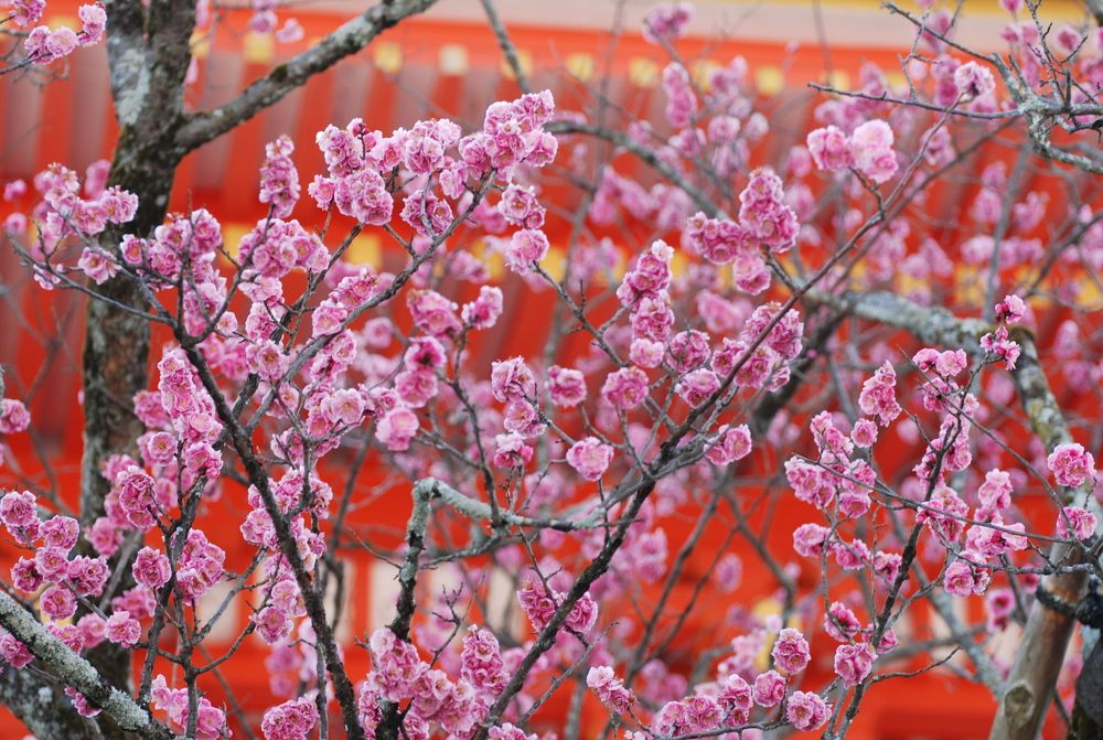 Photograph by Оксана Трофименко