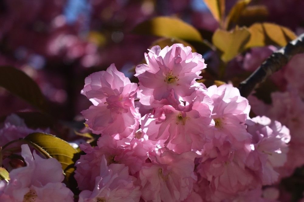 Цветы сакуры