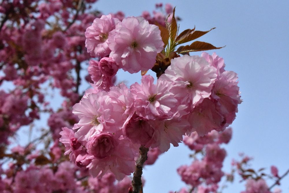 Цветение сакуры