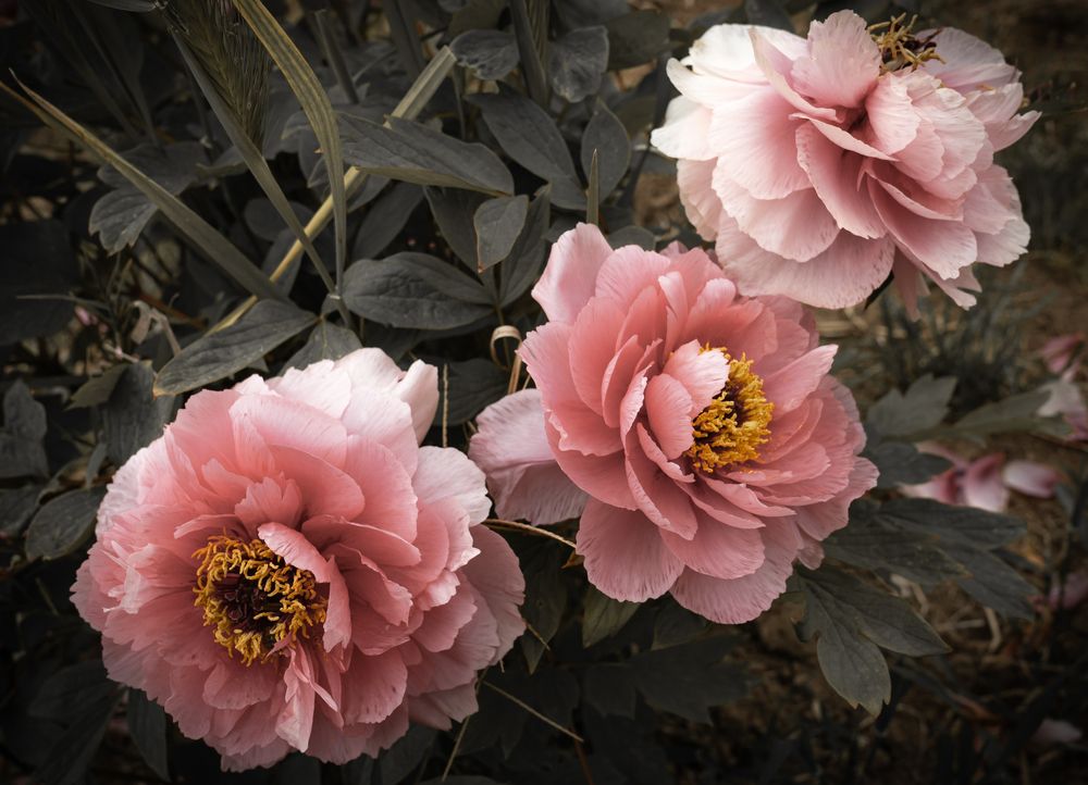 Photograph by Дария Максимова