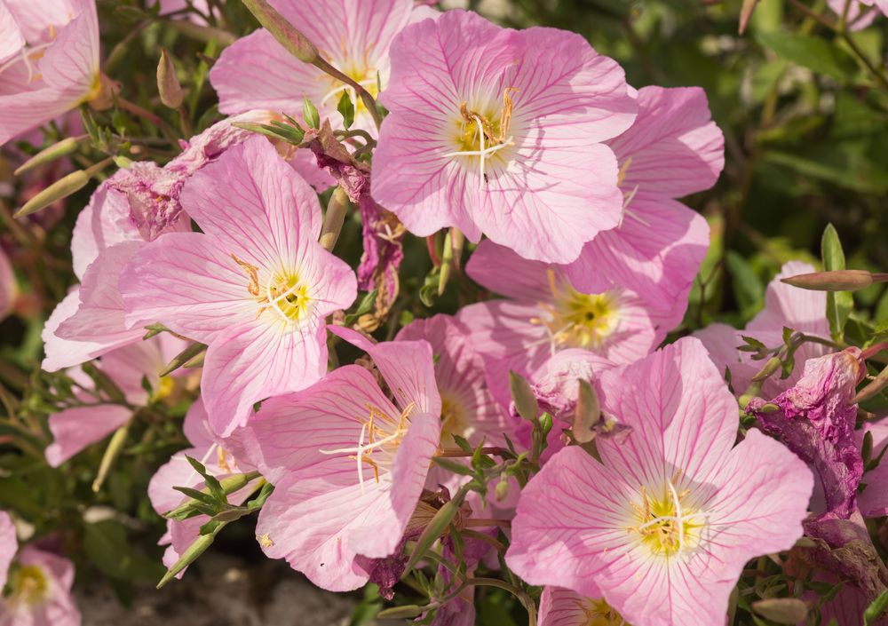 Photograph by Дария Максимова