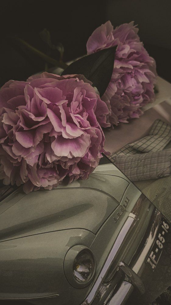 Фотография автора Марина Алексеевская