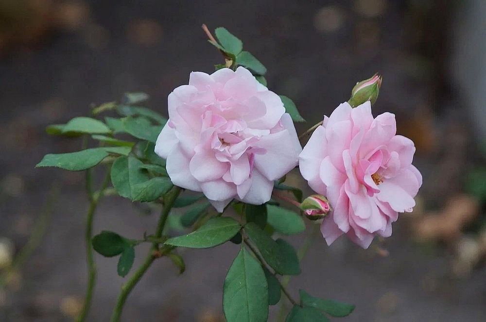 Photograph by Светлана Логинова