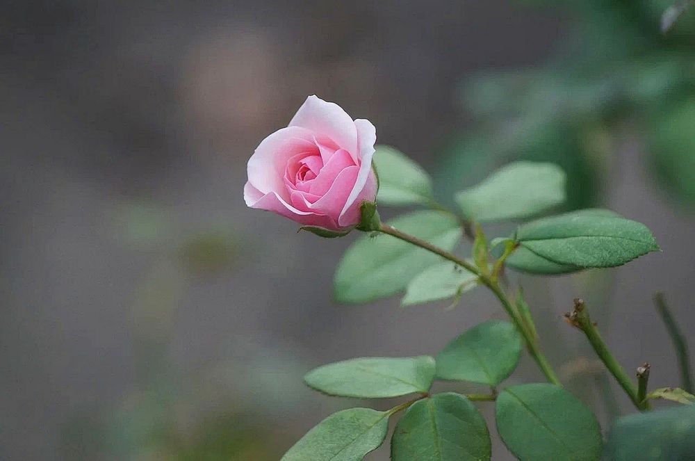 Photograph by Светлана Логинова