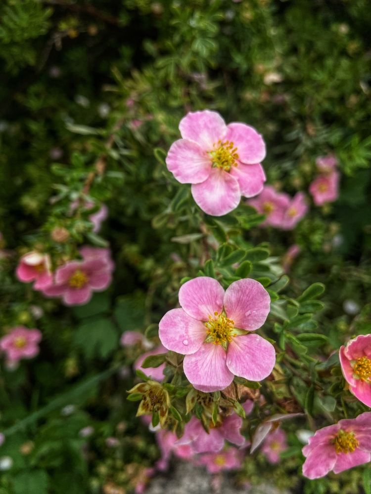 Photograph by Oksana Smorodina