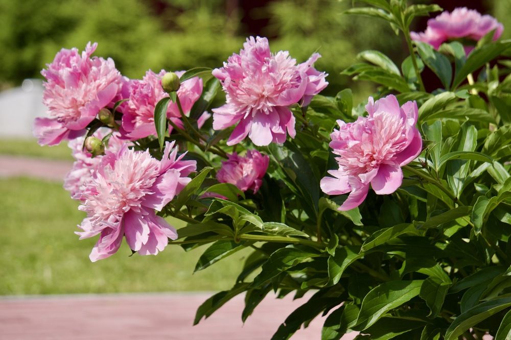 Photograph by Oksana Smorodina