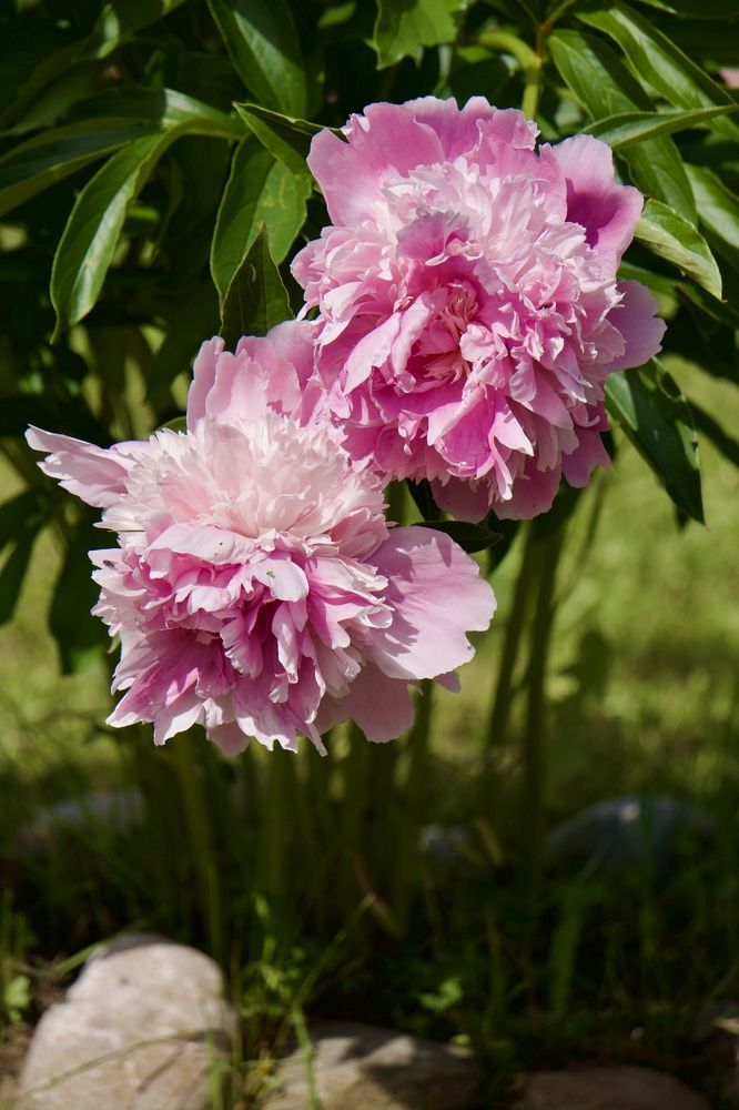 Photograph by Oksana Smorodina