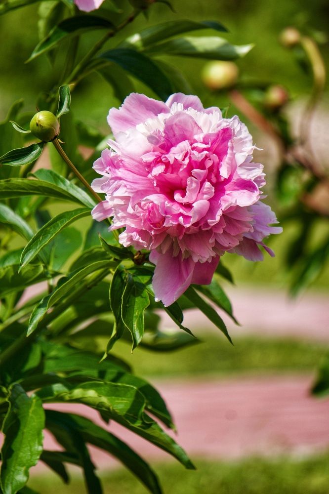 Photograph by Oksana Smorodina