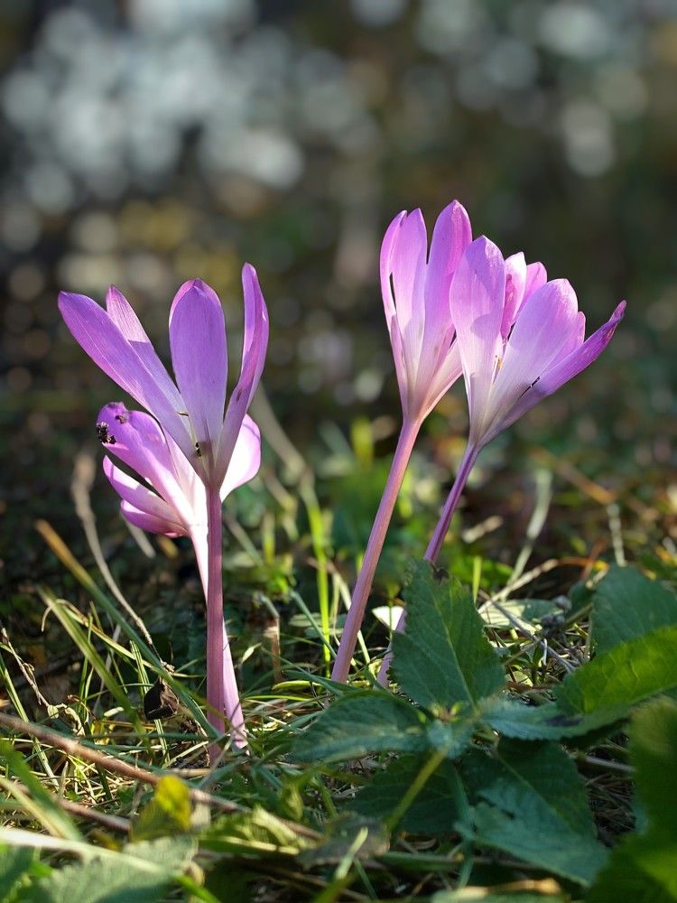 Giant Meadow Saffron