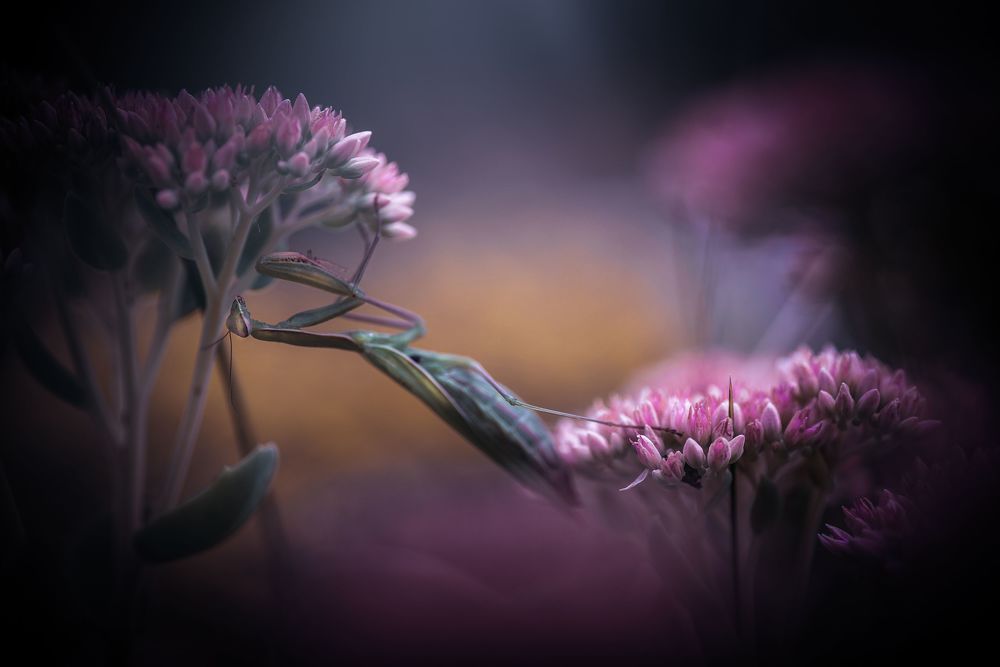 Photograph by Лапшина Владлена