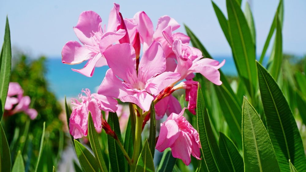 Photograph by Оксана Трофименко