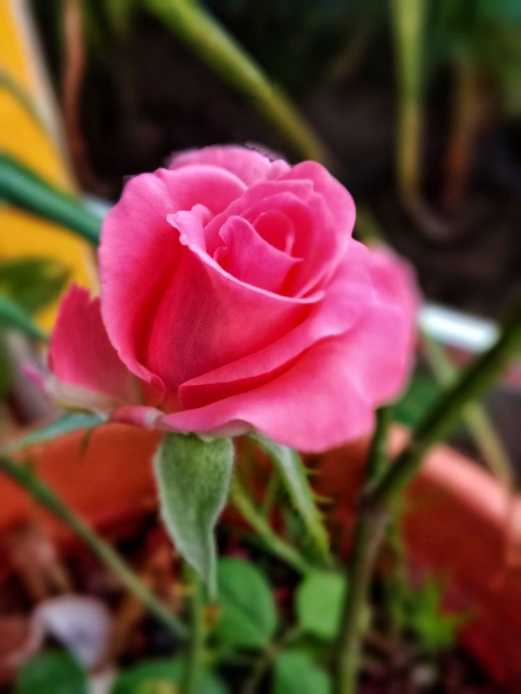 Фотография автора Captured Chronicles