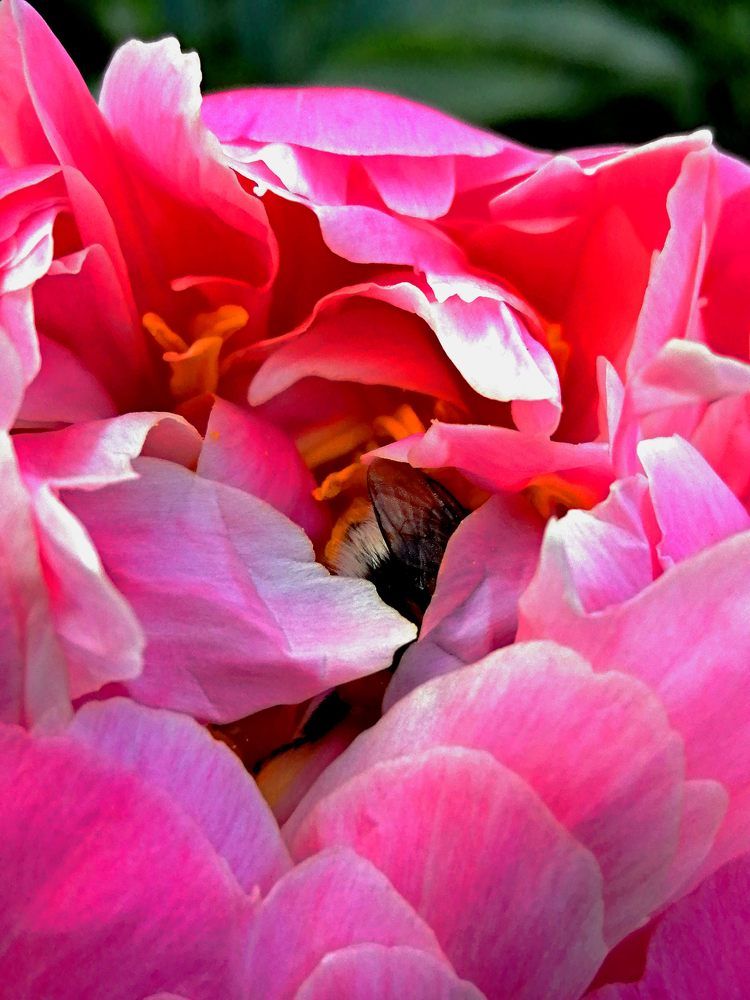 Photograph by Светлана Веселовская