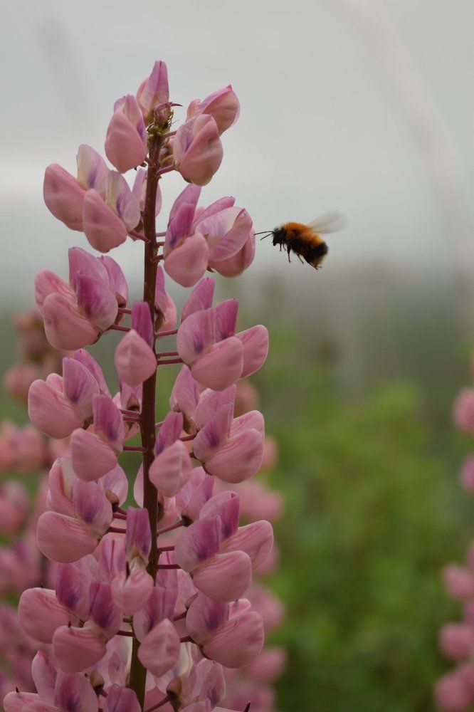 Photograph by Наталья Еременко