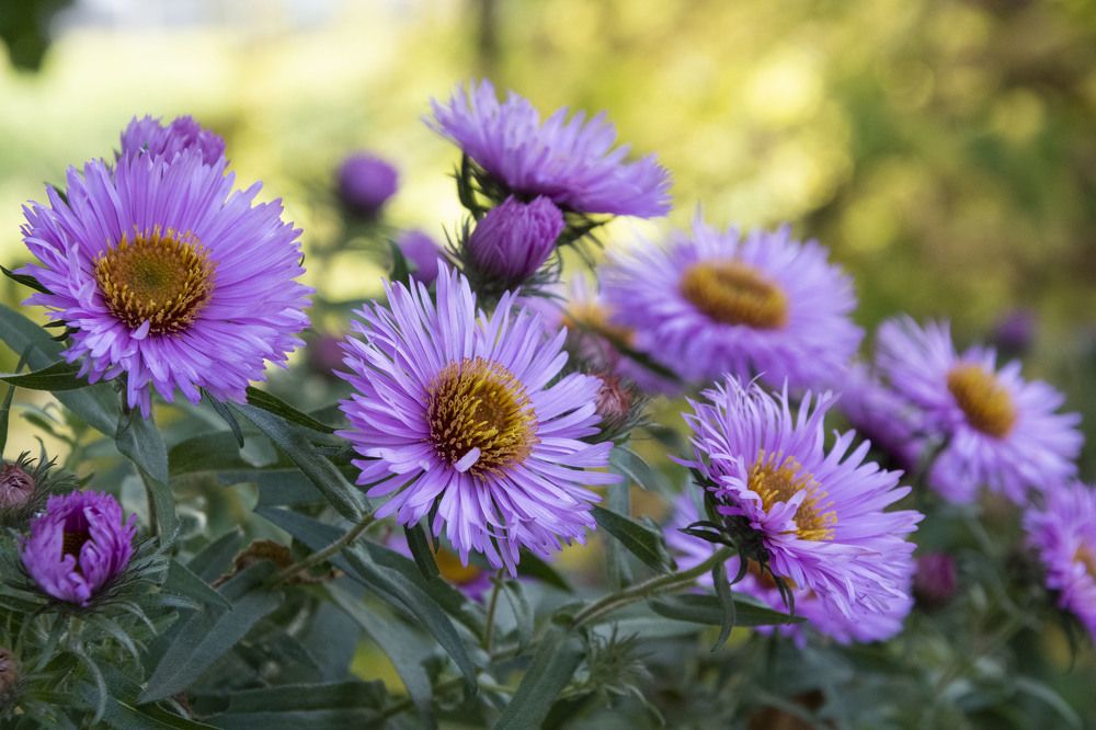 Photograph by Екатерина @Arigata