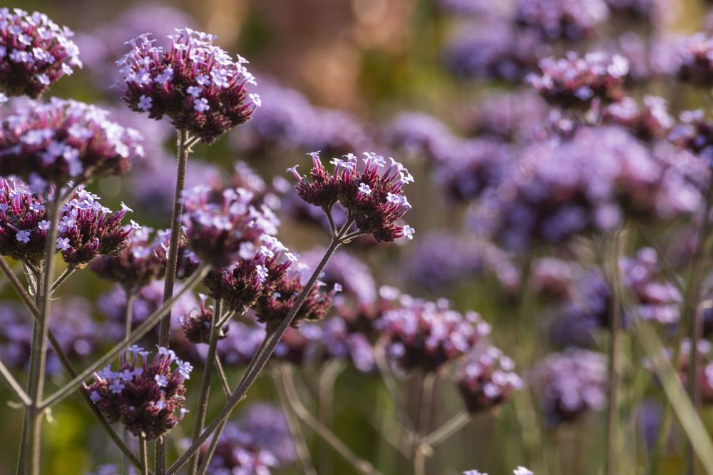 Photograph by Екатерина @Arigata