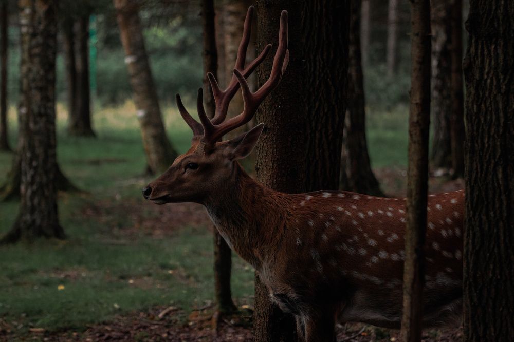 Фотография автора Ирина Шестакова