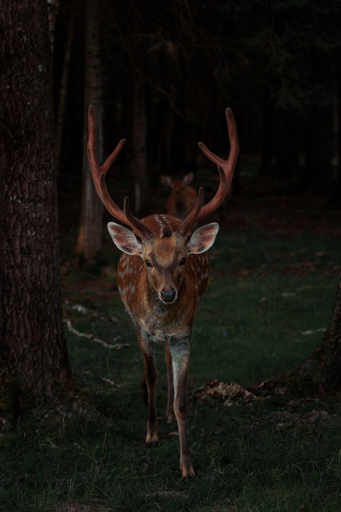 Фотография автора Ирина Шестакова