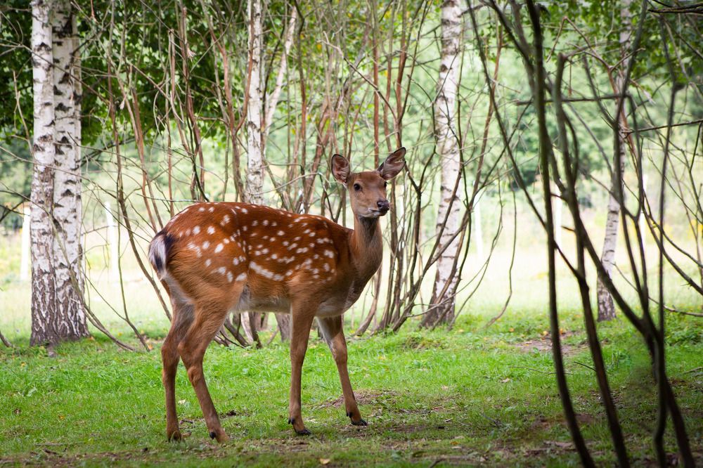 Photograph by Галина Сычева