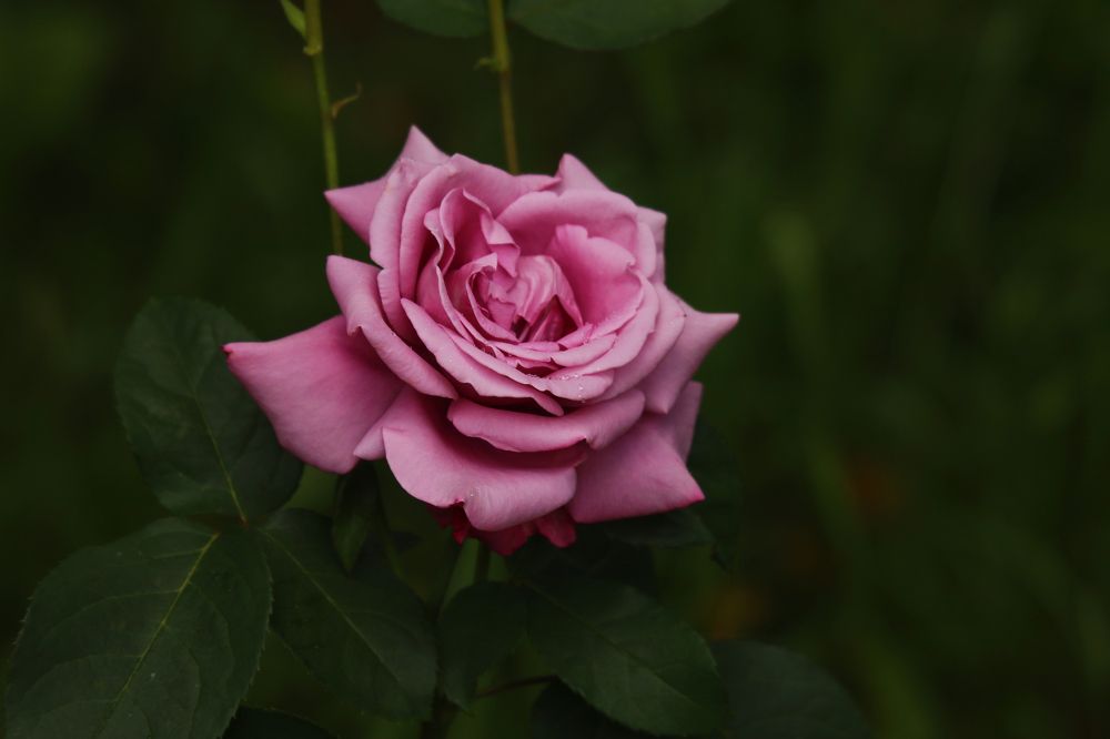 Photograph by Yana Egorova