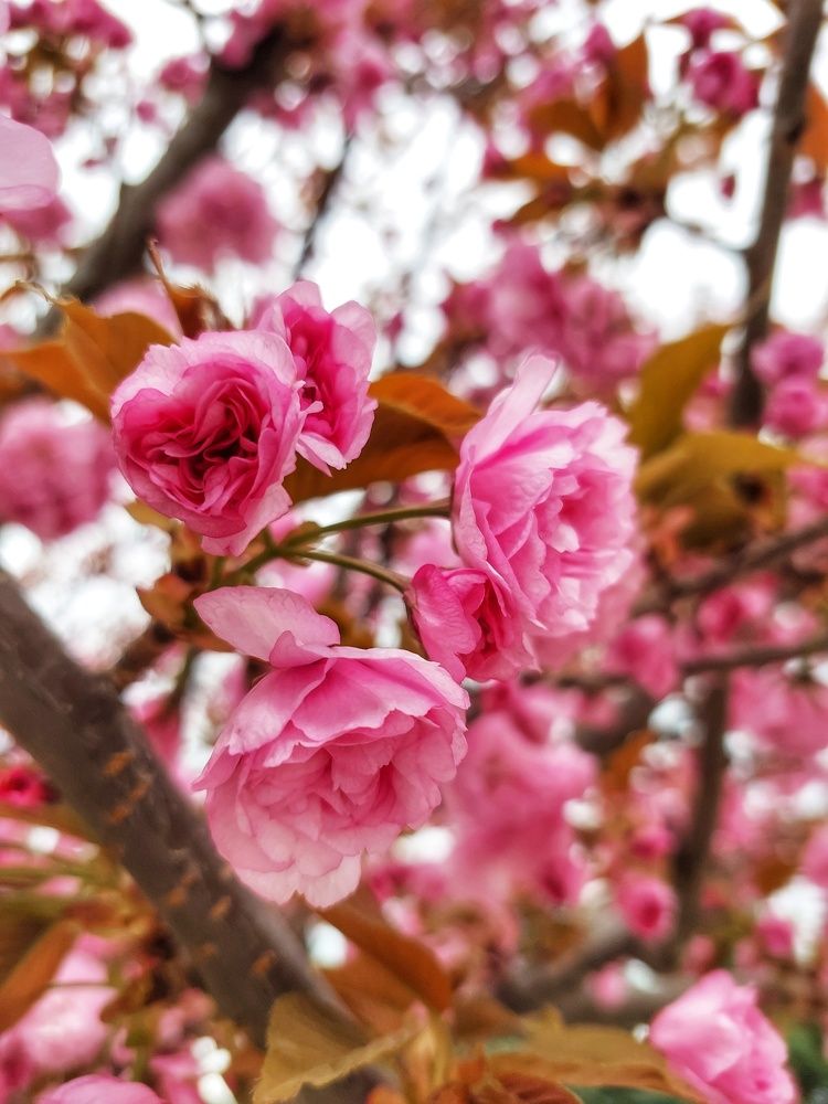 Photograph by Юлия Коробкова