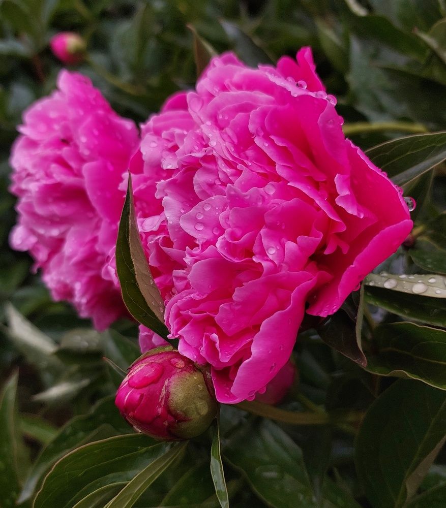 Photograph by Юлия Коробкова