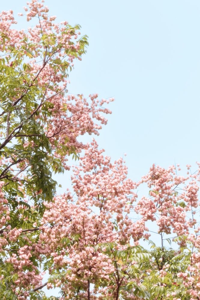 Фотография автора huiyi li