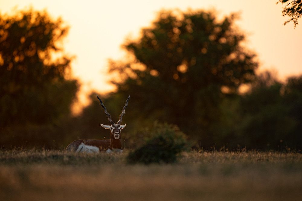 Golden Serenity: The Blackbuck at Dusk