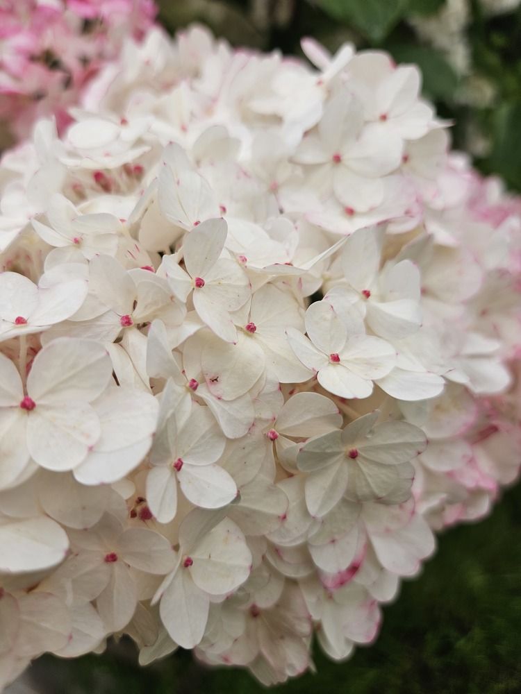 Photograph by Эльвира