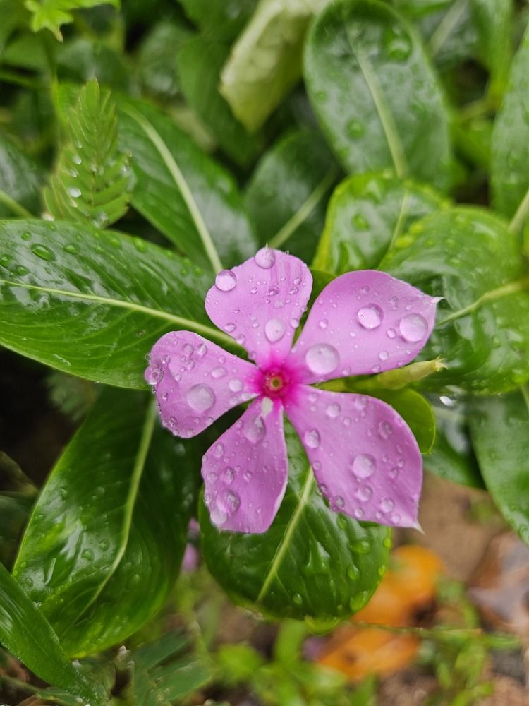 Photograph by Эльвира