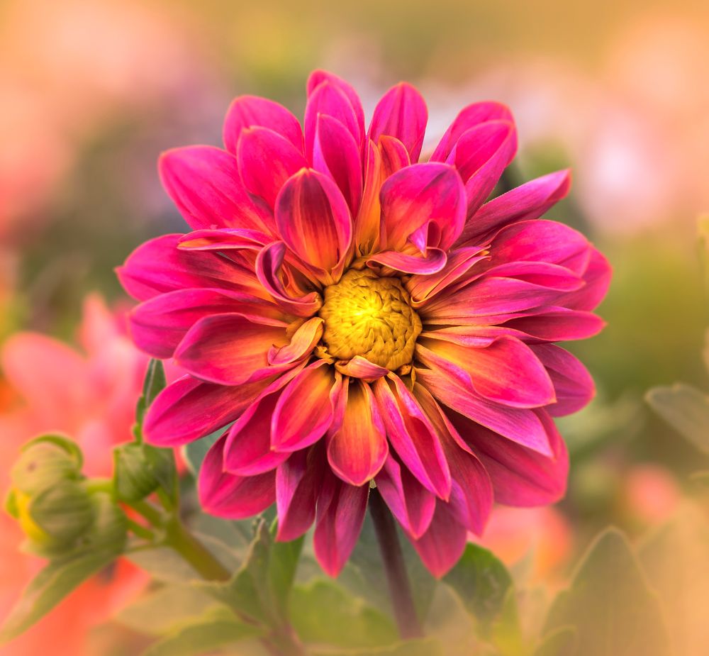 Photograph by Atul Saluja