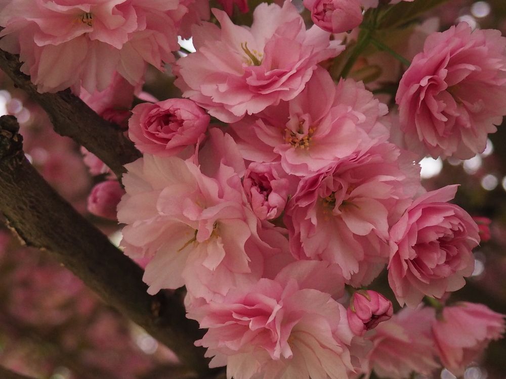 Photograph by Александра Шилова