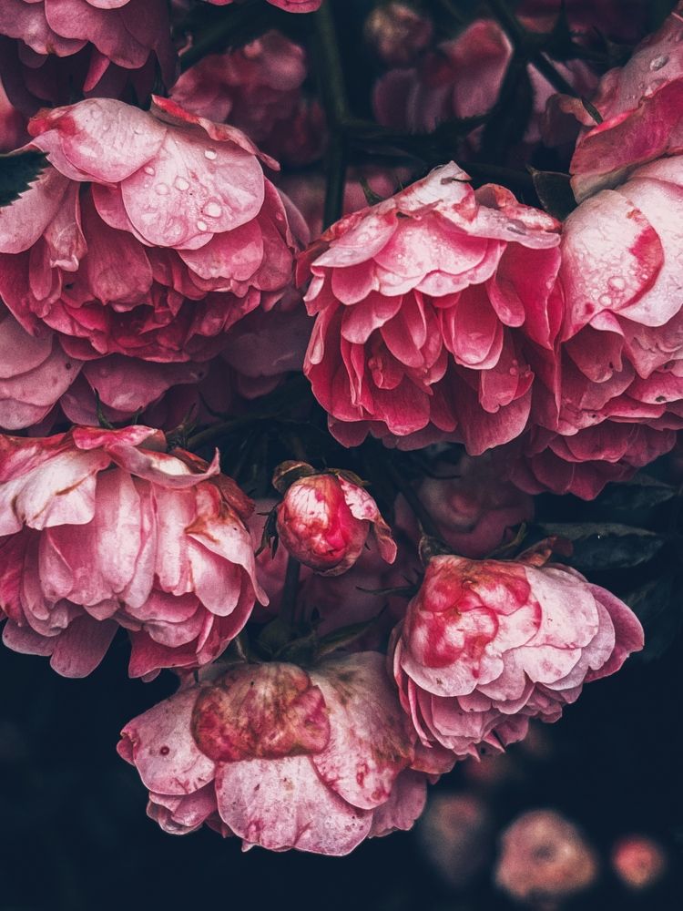 Photograph by Олена Уманцева