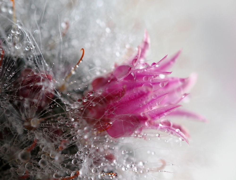 Фотография автора Svetlana Inyusheva