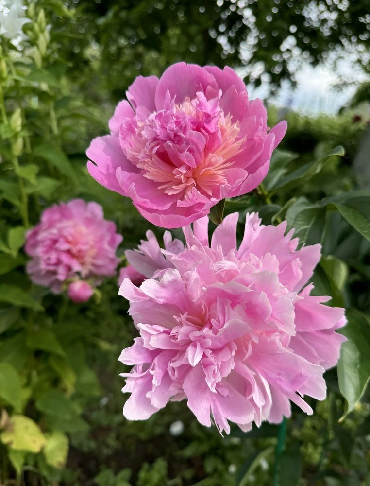 Photograph by Елена Смирнова