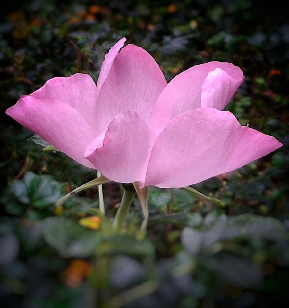 Photograph by Марина Безенкина