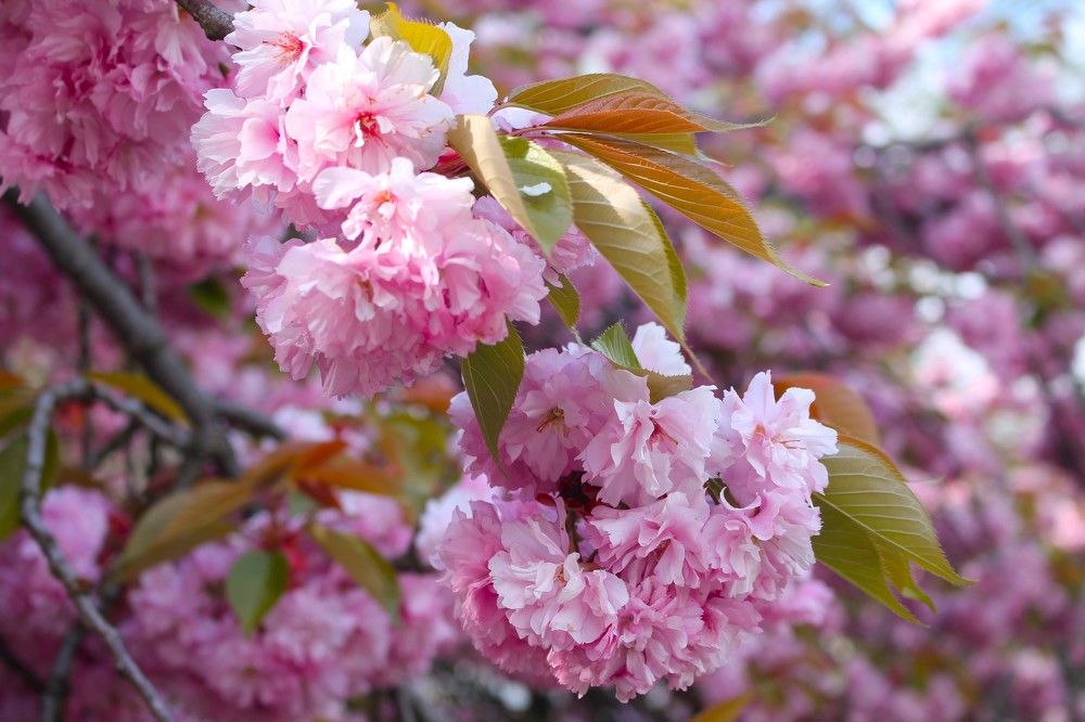 Photograph by Елена Карпухно