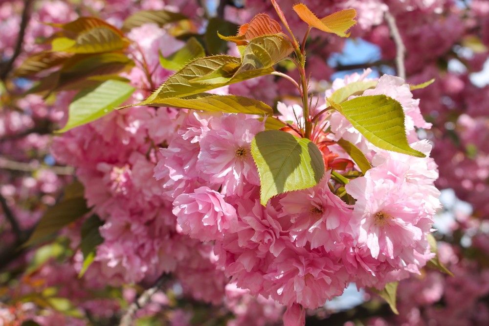 Photograph by Елена Карпухно