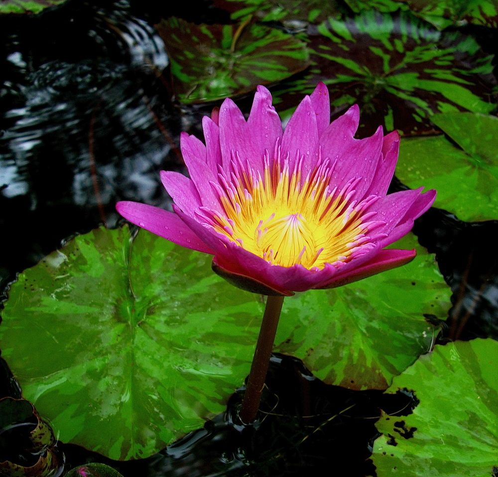 Фотография автора АЛЕКСАНДР ЦЫГЕЛЬНЮК