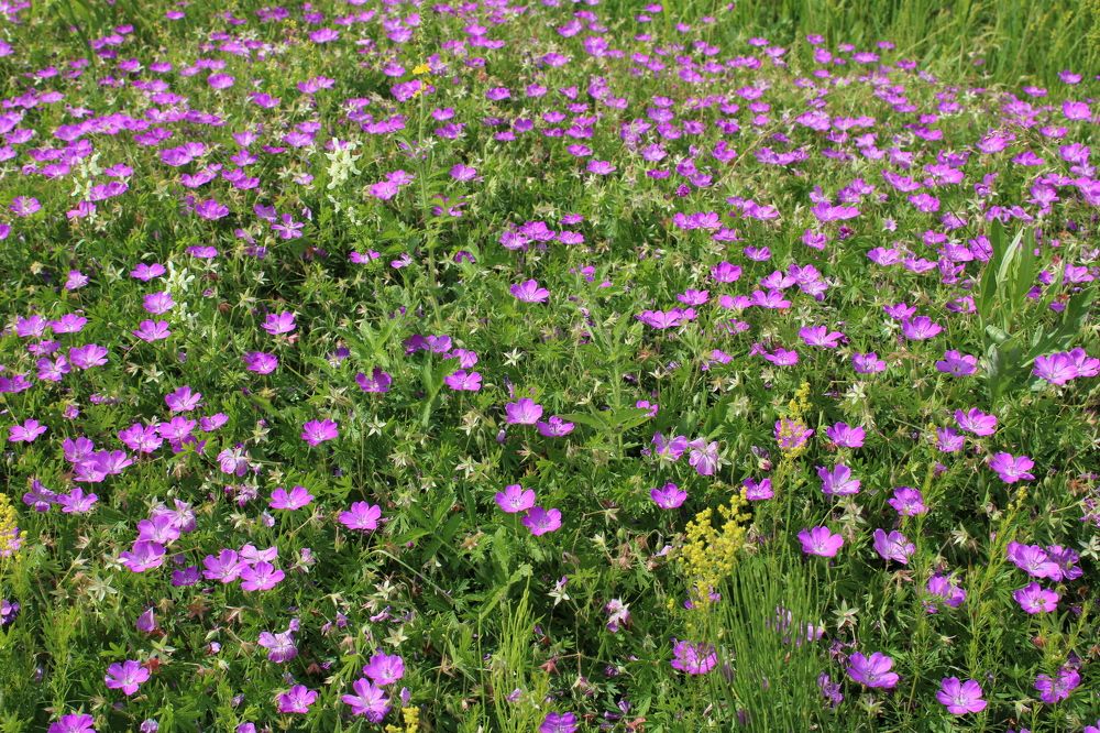 Photograph by Елена Коробченко