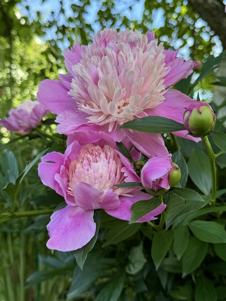 Photograph by Елена Смирнова