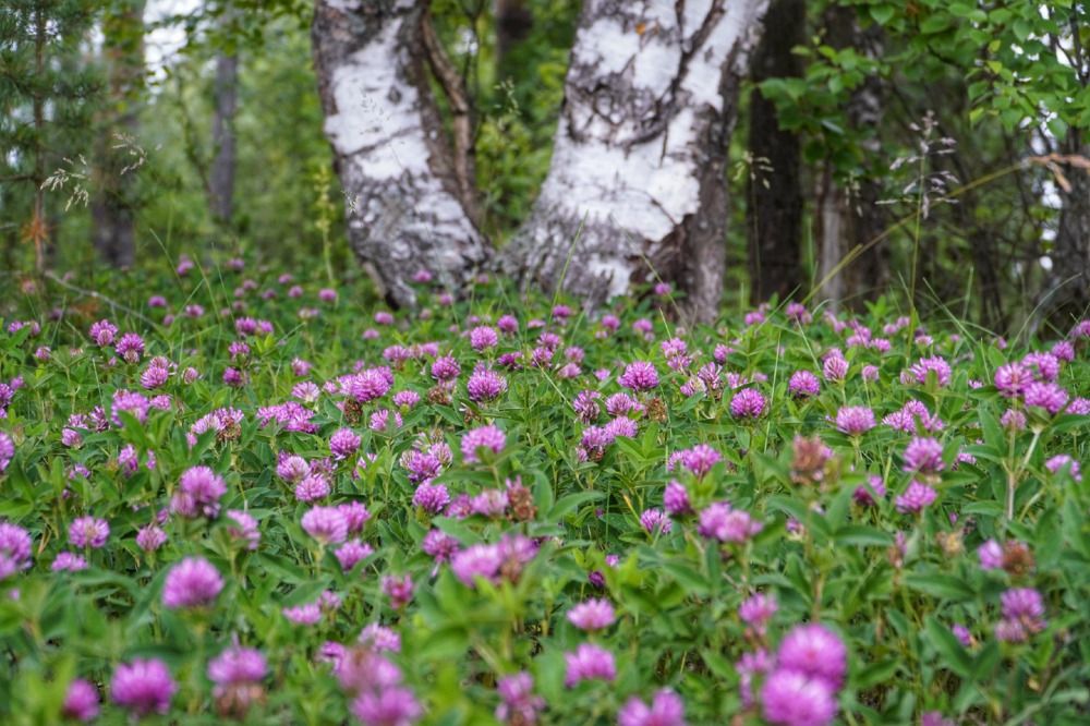 Photograph by Марина Безенкина
